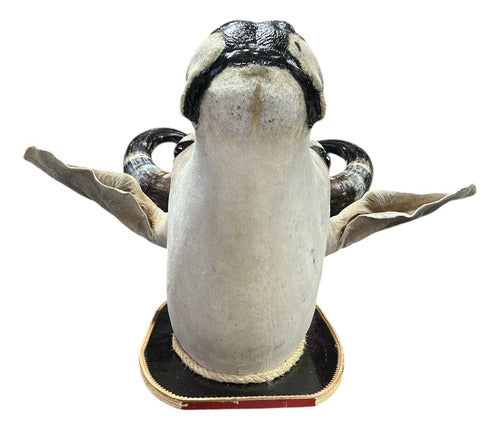 Decoração Country De Parede Cabeça De Boi Nelore Empalhada