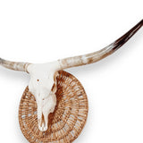 Crânio Real de Touro - Chifre LongHorn