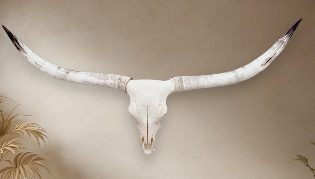 Crânio Real de Touro - Chifre LongHorn
